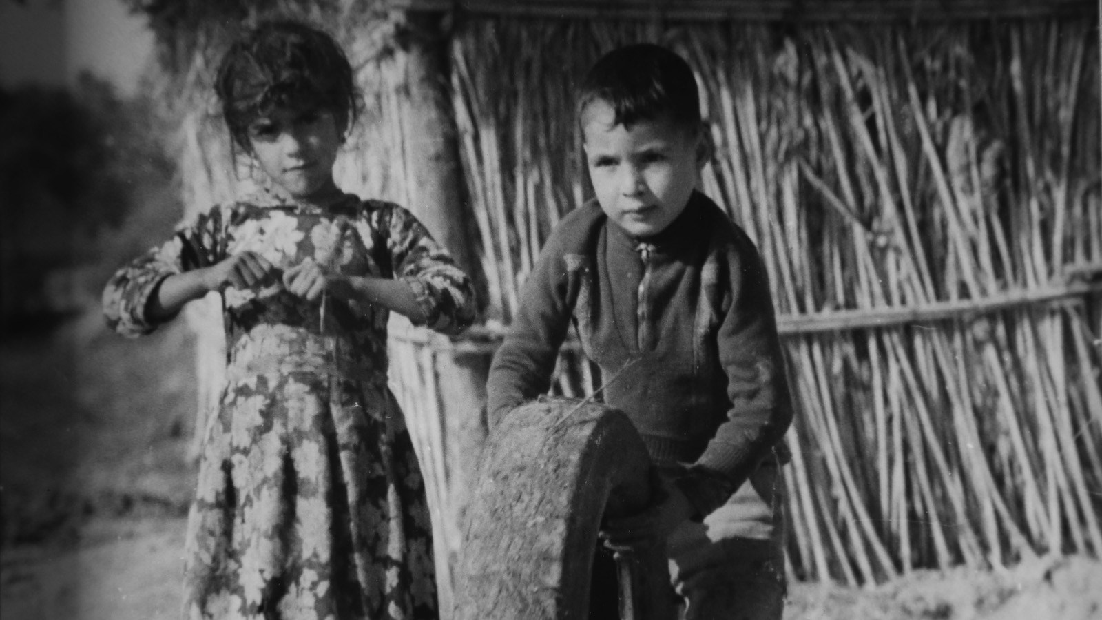 largefeatured_the olive trees of justice